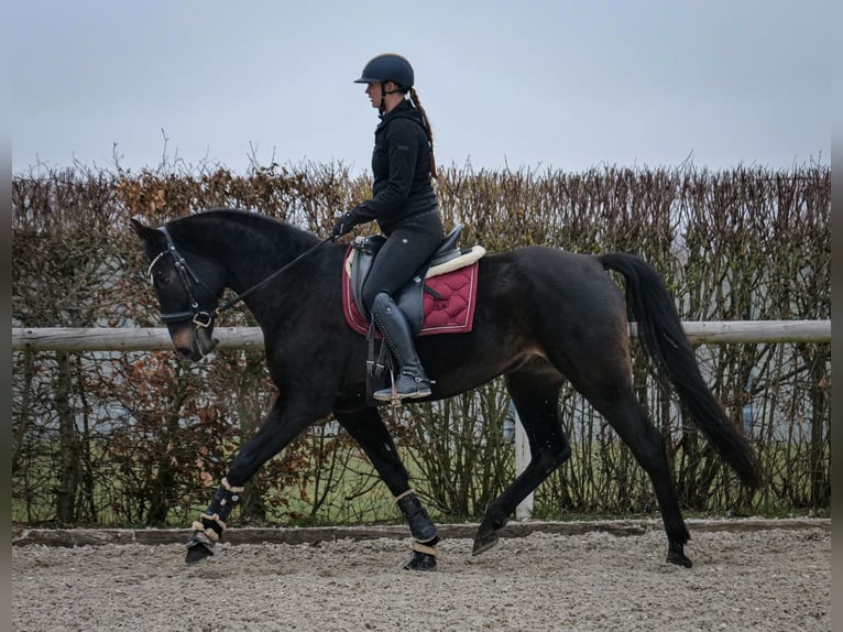 Lusitano Mix Castrone 5 Anni 163 cm Baio scuro in Neustadt (Wied)