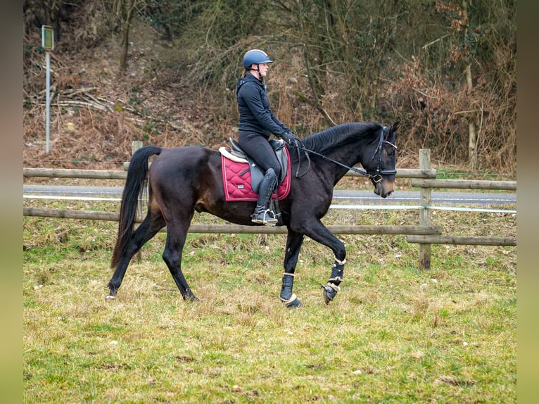 Lusitano Mix Castrone 5 Anni 163 cm Baio scuro in Neustadt (Wied)