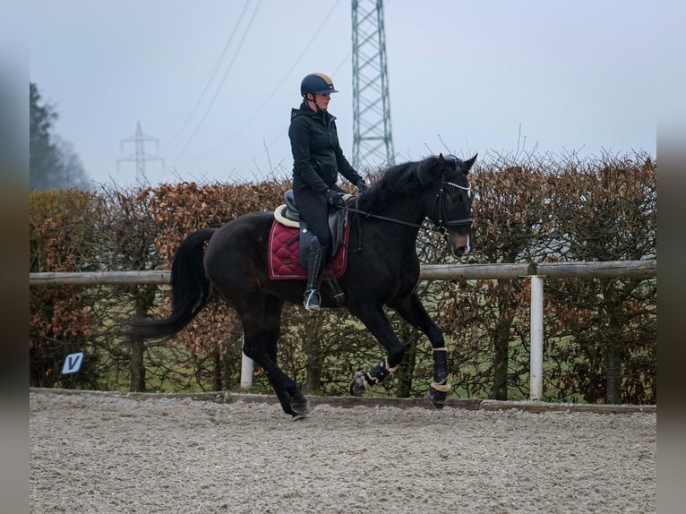 Lusitano Mix Castrone 5 Anni 163 cm Baio scuro in Neustadt (Wied)