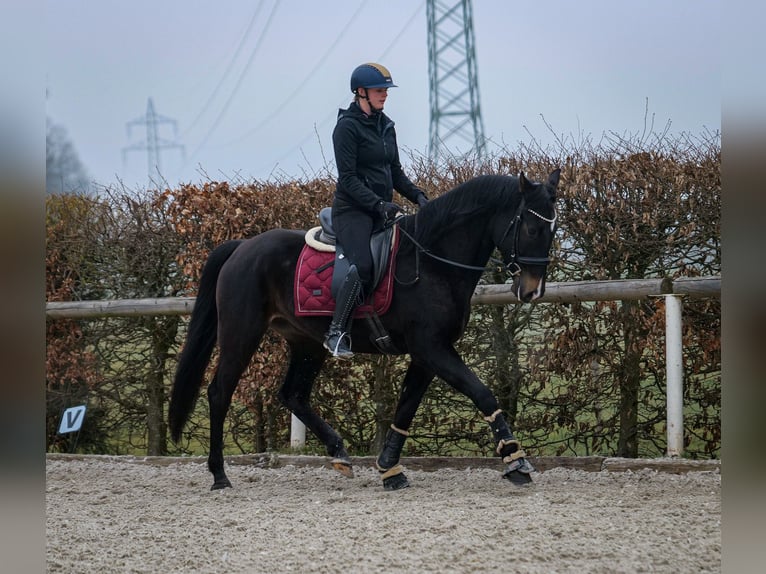 Lusitano Mix Castrone 5 Anni 163 cm Baio scuro in Neustadt (Wied)