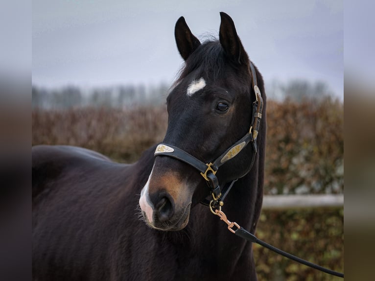 Lusitano Mix Castrone 5 Anni 163 cm Baio scuro in Neustadt (Wied)