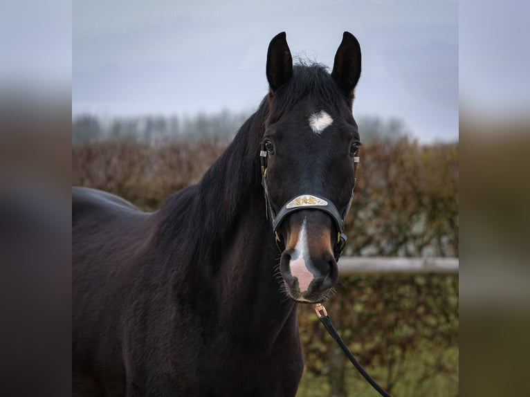 Lusitano Mix Castrone 5 Anni 163 cm Baio scuro in Neustadt (Wied)