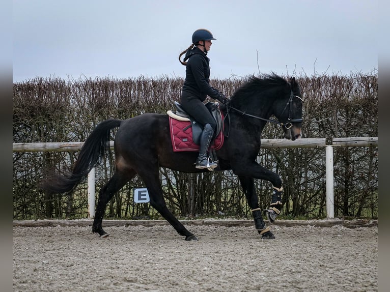 Lusitano Mix Castrone 5 Anni 163 cm Baio scuro in Neustadt (Wied)