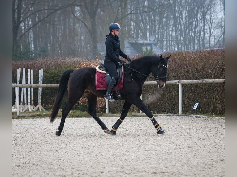 Lusitano Mix Castrone 5 Anni 163 cm Baio scuro in Neustadt (Wied)