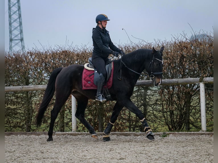 Lusitano Mix Castrone 5 Anni 163 cm Baio scuro in Neustadt (Wied)