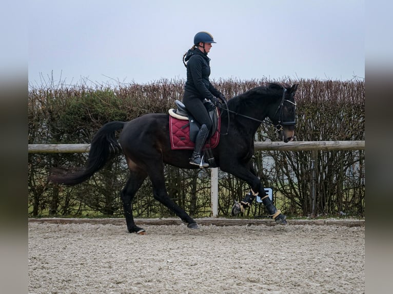 Lusitano Mix Castrone 5 Anni 163 cm Baio scuro in Neustadt (Wied)