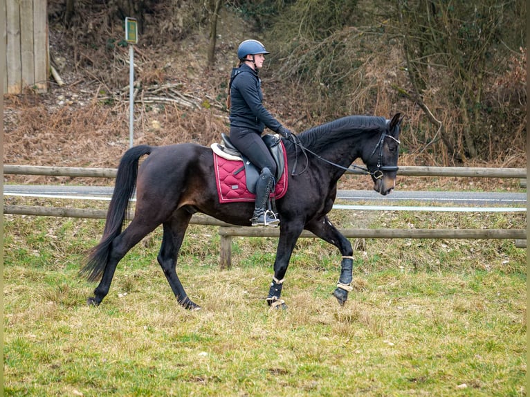 Lusitano Mix Castrone 5 Anni 163 cm Baio scuro in Neustadt (Wied)