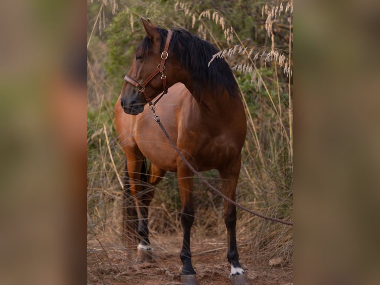 Lusitano Castrone 5 Anni 164 cm Baio in Felanitx