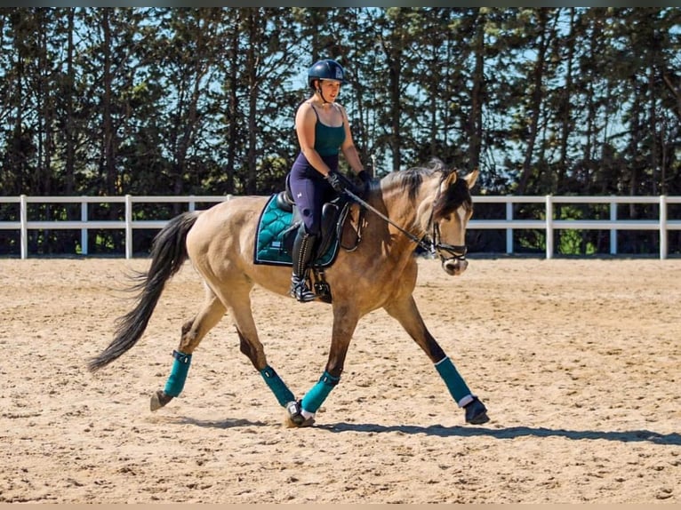 Lusitano Castrone 5 Anni 164 cm Falbo in Alcorcon