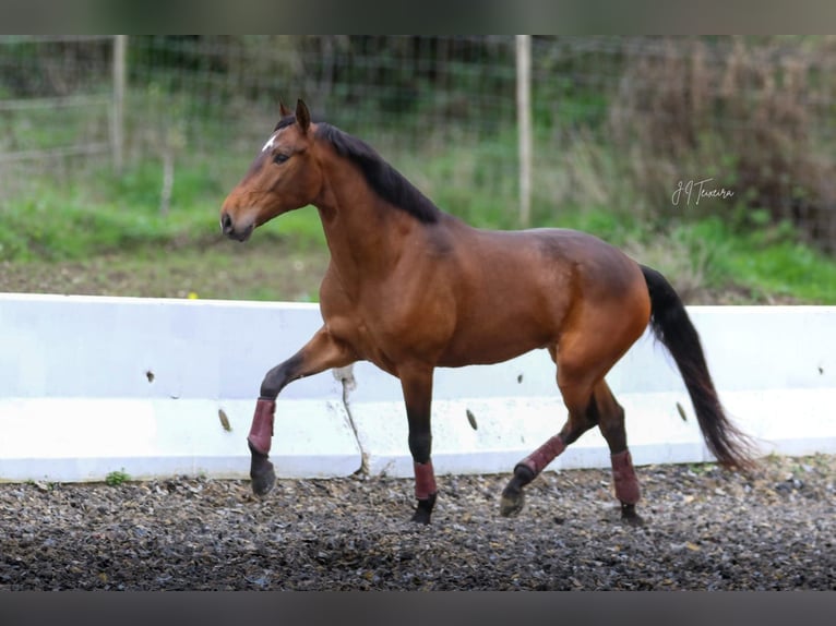 Lusitano Castrone 5 Anni 165 cm Baio in Rio Maior