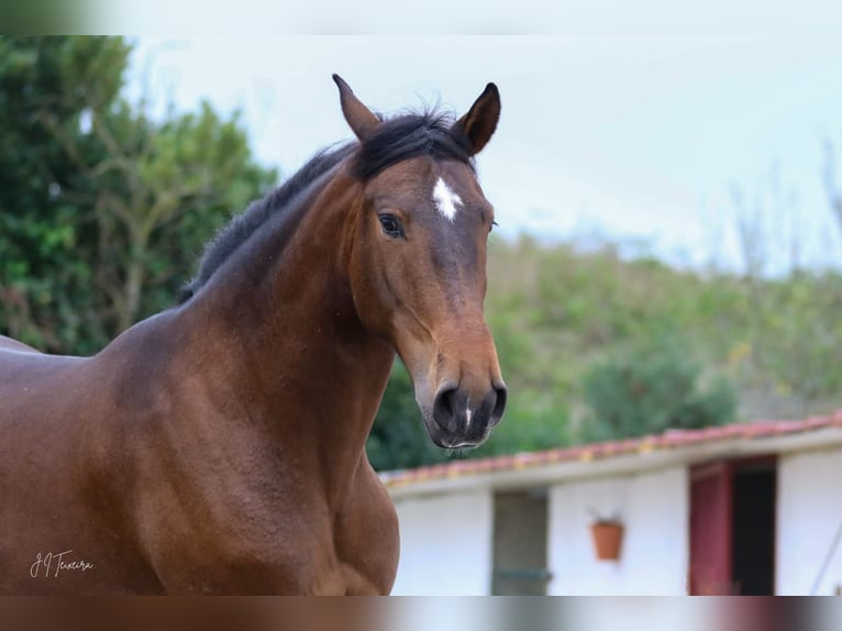 Lusitano Castrone 5 Anni 165 cm Baio in Rio Maior