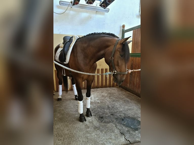 Lusitano Castrone 5 Anni 165 cm Baio in Lisboa