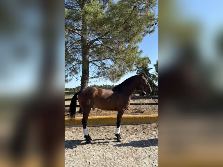 Lusitano Castrone 5 Anni 165 cm Baio in Assentiz
