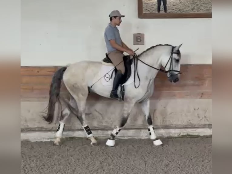 Lusitano Castrone 5 Anni 165 cm Grigio in Trofa