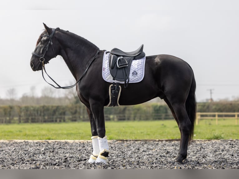 Lusitano Castrone 5 Anni 165 cm Morello in ESSEX
