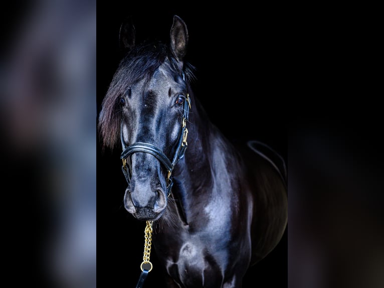 Lusitano Castrone 5 Anni 165 cm Morello in ESSEX