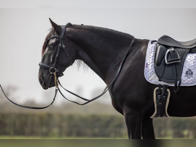 Lusitano Castrone 5 Anni 165 cm Morello in ESSEX