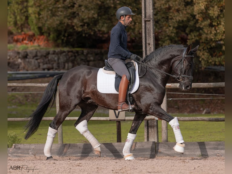 Lusitano Castrone 5 Anni 165 cm Morello in Mezio, Viseu