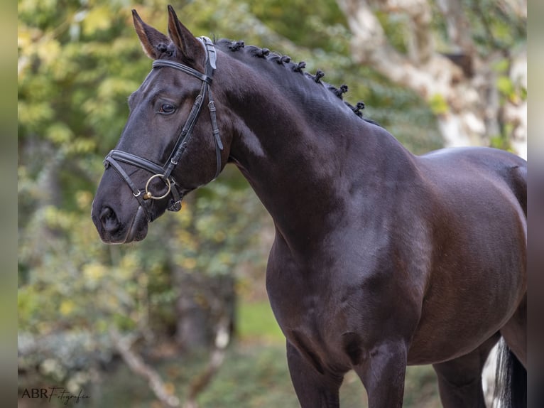 Lusitano Castrone 5 Anni 165 cm Morello in Mezio, Viseu