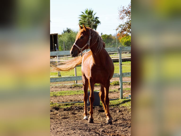 Lusitano Mix Castrone 5 Anni 165 cm Sauro in Silves