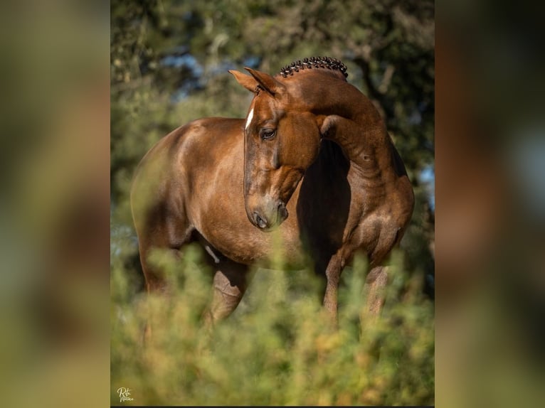 Lusitano Castrone 5 Anni 167 cm Sauro in Cascais