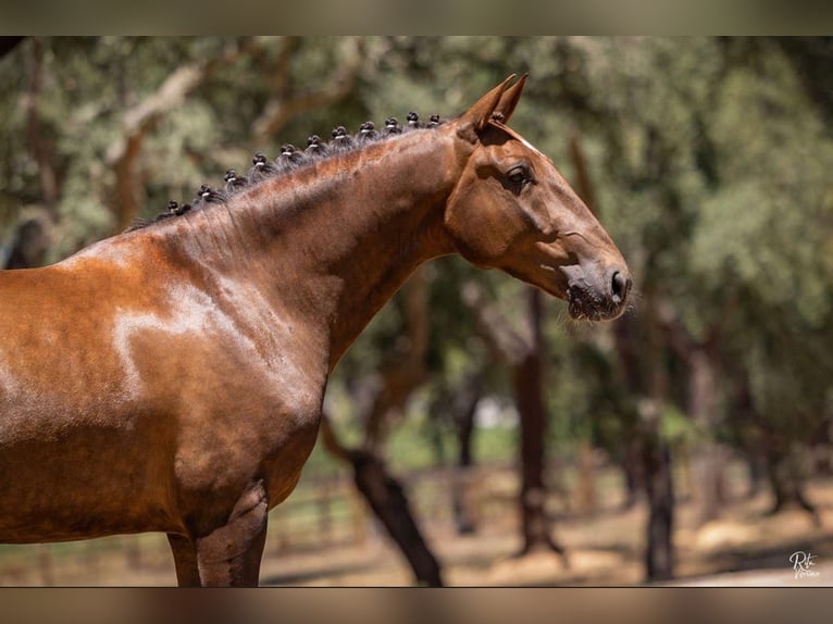 Lusitano Castrone 5 Anni 167 cm Sauro in Cascais