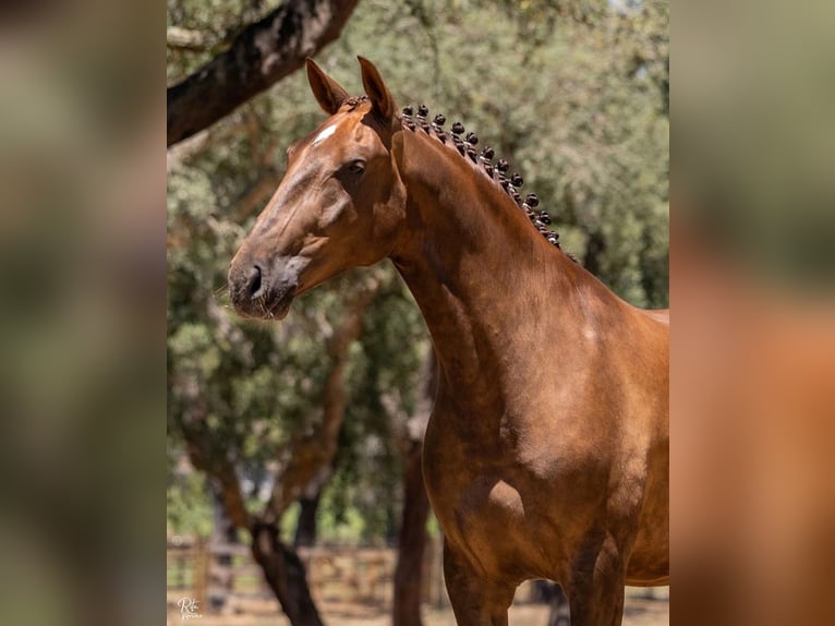 Lusitano Castrone 5 Anni 167 cm Sauro in Cascais