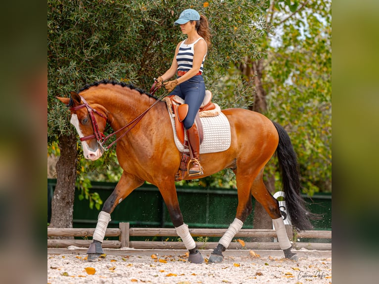 Lusitano Castrone 5 Anni 168 cm Baio in Sintra