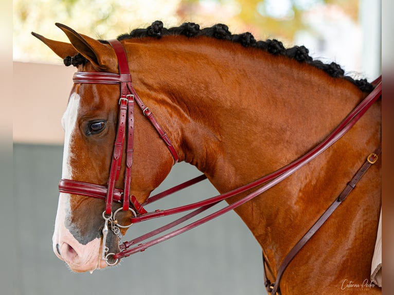 Lusitano Castrone 5 Anni 168 cm Baio in Sintra