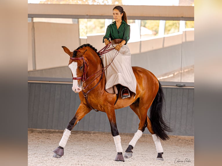 Lusitano Castrone 5 Anni 168 cm Baio in Sintra