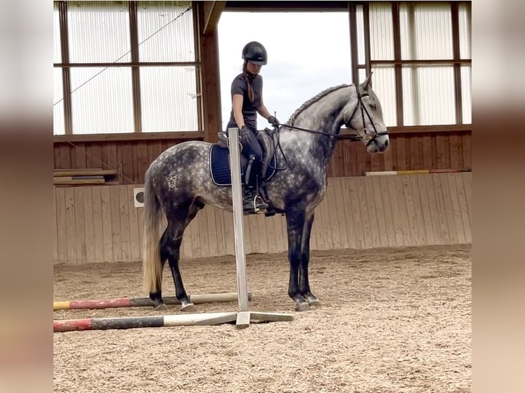 Lusitano Castrone 5 Anni 168 cm Grigio pezzato in Halfing