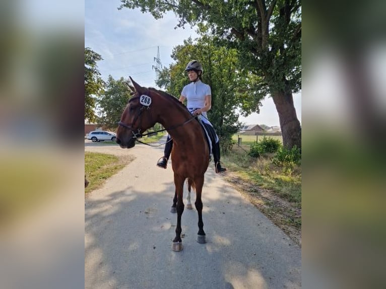 Lusitano Castrone 5 Anni 169 cm Baio in Sassenburg