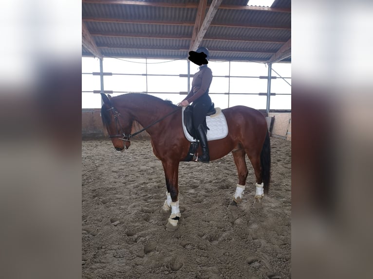 Lusitano Castrone 5 Anni 169 cm Baio in Sassenburg