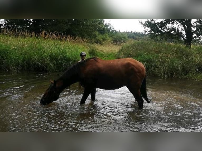 Lusitano Castrone 5 Anni 169 cm Baio in Sassenburg