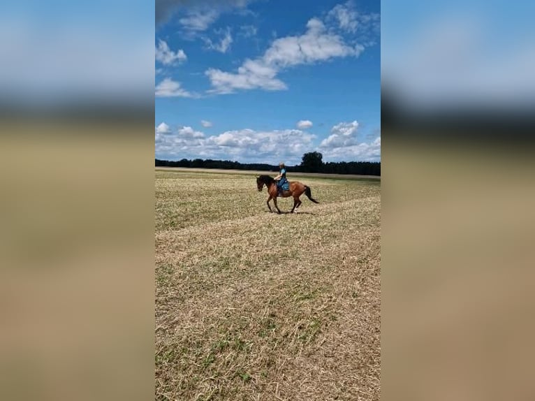 Lusitano Castrone 5 Anni 169 cm Baio in Sassenburg