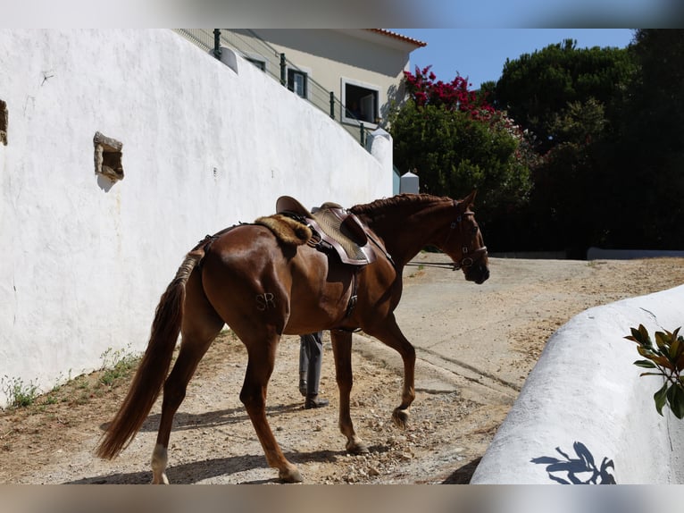 Lusitano Castrone 5 Anni 170 cm Sauro in Ribamar