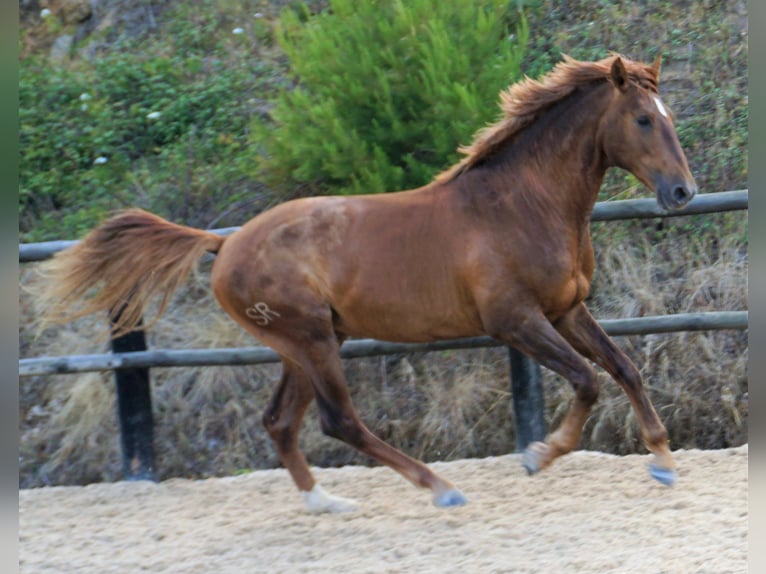 Lusitano Castrone 5 Anni 170 cm Sauro in Ribamar