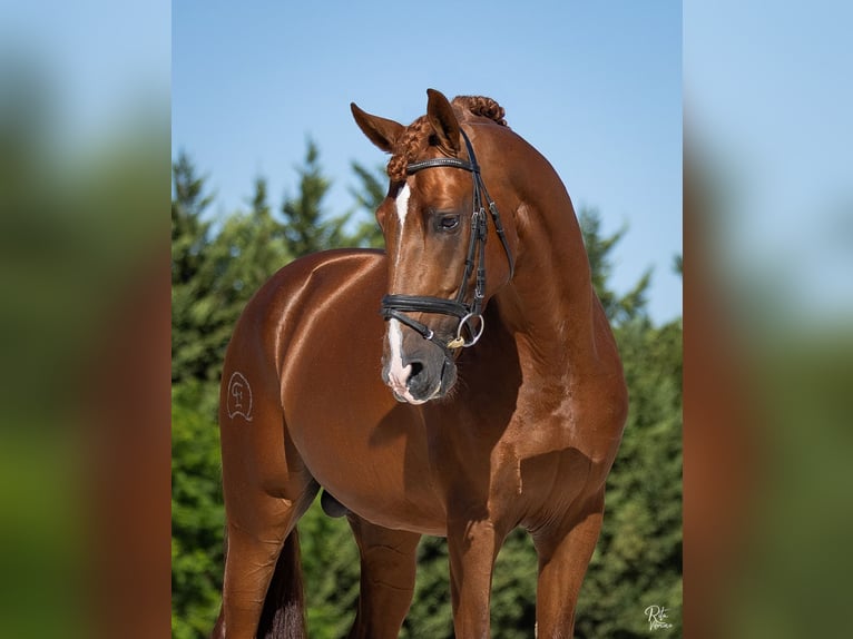 Lusitano Castrone 5 Anni 170 cm Sauro ciliegia in Beja