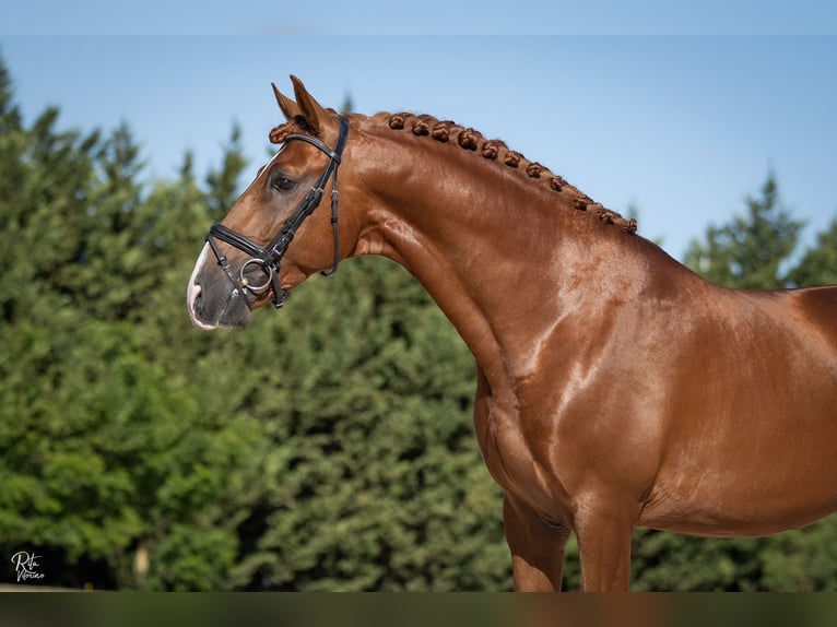 Lusitano Castrone 5 Anni 170 cm Sauro ciliegia in Beja