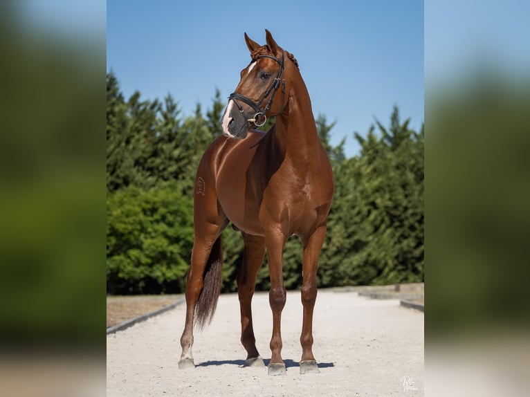 Lusitano Castrone 5 Anni 170 cm Sauro ciliegia in Beja