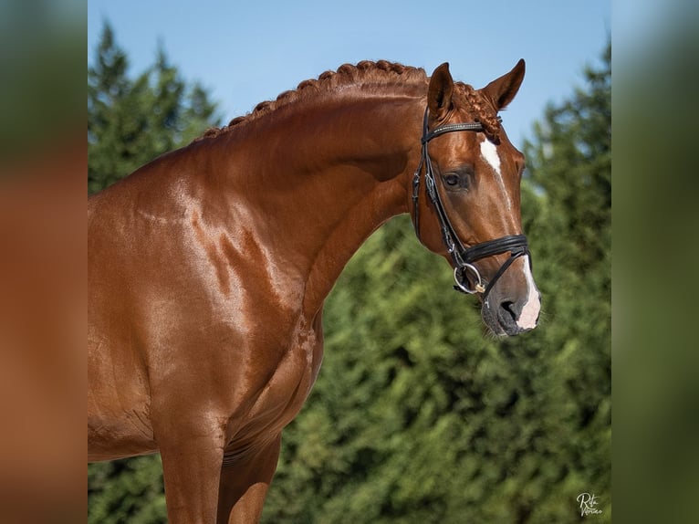 Lusitano Castrone 5 Anni 170 cm Sauro ciliegia in Beja