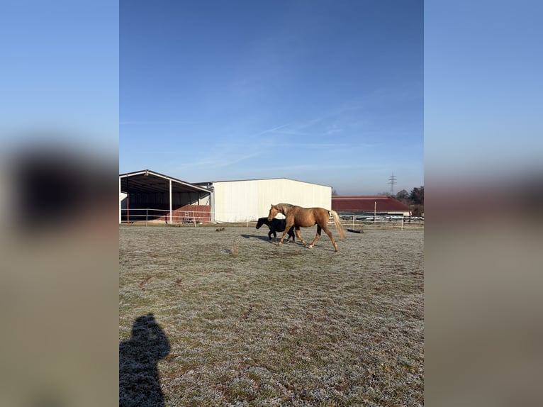 Lusitano Castrone 5 Anni 173 cm Palomino in Heilsbronn
