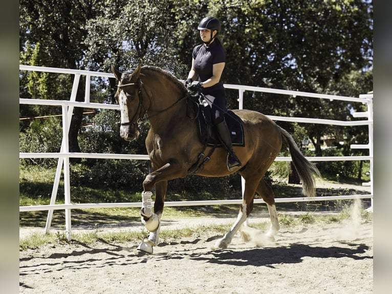 Lusitano Mix Castrone 5 Anni 174 cm Palomino in Madrid