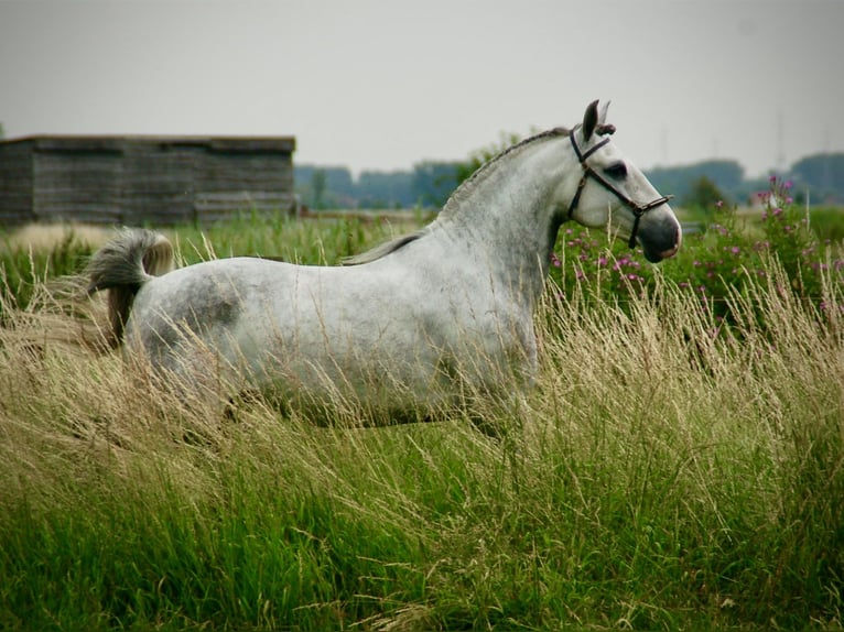 Lusitano Castrone 6 Anni 152 cm Leardo in Bredene