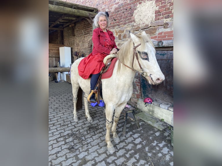 Lusitano Mix Castrone 6 Anni 153 cm Cremello in Fröndenberg