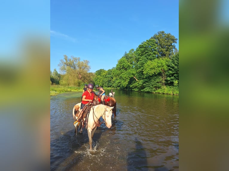 Lusitano Mix Castrone 6 Anni 153 cm Cremello in Fröndenberg
