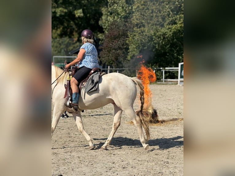 Lusitano Mix Castrone 6 Anni 153 cm Cremello in Fröndenberg
