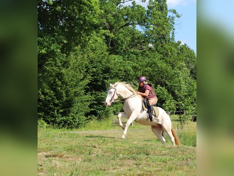 Lusitano Mix Castrone 6 Anni 153 cm Cremello in Fröndenberg