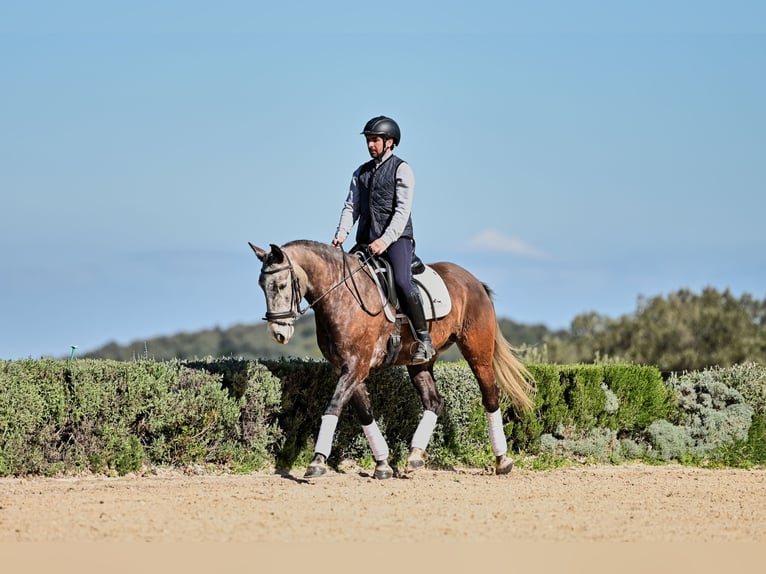 Lusitano Castrone 6 Anni 154 cm Grigio in Ronda