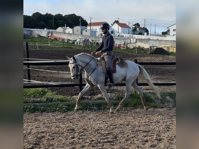 Lusitano Castrone 6 Anni 154 cm Grigio in Caldas da Rainha